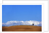 Cypress on Hills in Tuscany by Anonymous