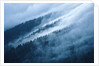 Fog in the Smokey Mountains by Anonymous