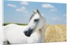 White Horse on Stubble Field by Anonymous