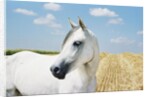 White Horse on Stubble Field by Anonymous