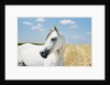 White Horse on Stubble Field by Anonymous