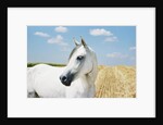 White Horse on Stubble Field by Anonymous