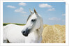 White Horse on Stubble Field by Anonymous