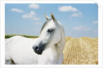 White Horse on Stubble Field by Anonymous