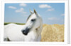 White Horse on Stubble Field by Anonymous