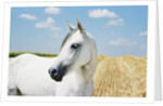 White Horse on Stubble Field by Anonymous