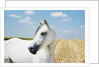 White Horse on Stubble Field by Anonymous