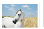 White Horse on Stubble Field by Anonymous