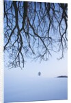 Trees in Winter by Anonymous