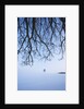 Trees in Winter by Anonymous