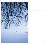 Trees in Winter by Anonymous