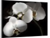 White Phalaenopsis Orchids by Anonymous