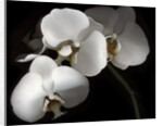 White Phalaenopsis Orchids by Anonymous