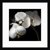 White Phalaenopsis Orchids by Anonymous