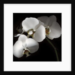 White Phalaenopsis Orchids by Anonymous