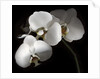 White Phalaenopsis Orchids by Anonymous