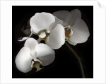 White Phalaenopsis Orchids by Anonymous