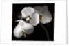 White Phalaenopsis Orchids by Anonymous