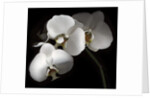 White Phalaenopsis Orchids by Anonymous