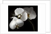 White Phalaenopsis Orchids by Anonymous