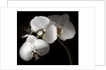 White Phalaenopsis Orchids by Anonymous