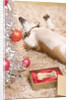 Dog Lying on Rug by Christmas Tree by Anonymous