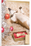 Dog Lying on Rug by Christmas Tree by Anonymous