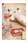 Dog Lying on Rug by Christmas Tree by Anonymous