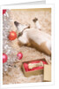 Dog Lying on Rug by Christmas Tree by Anonymous