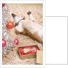 Dog Lying on Rug by Christmas Tree by Anonymous