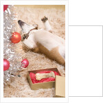 Dog Lying on Rug by Christmas Tree by Anonymous