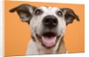 Dog by Anonymous