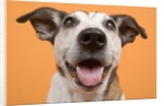 Dog by Anonymous