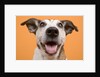 Dog by Anonymous