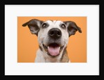 Dog by Anonymous
