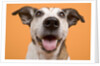 Dog by Anonymous