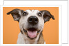 Dog by Anonymous