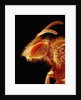 Head of a Bee by Anonymous