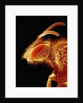 Head of a Bee by Anonymous