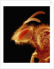Head of a Bee by Anonymous
