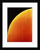 Compound Eye of a Flower Fly by Anonymous