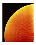 Compound Eye of a Flower Fly by Anonymous