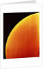 Compound Eye of a Flower Fly by Anonymous