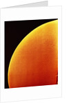 Compound Eye of a Flower Fly by Anonymous