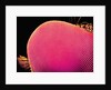Compound Eye of a Robber-Fly by Anonymous
