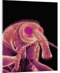Weevil by Anonymous