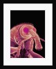 Weevil by Anonymous