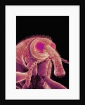 Weevil by Anonymous