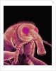 Weevil by Anonymous