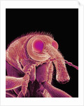 Weevil by Anonymous